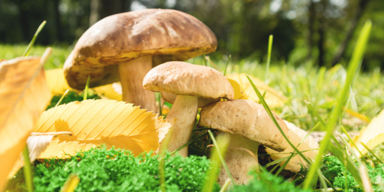 Houby nejsou na houby!