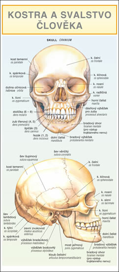 Kniha Kostra a svalstvo člověka