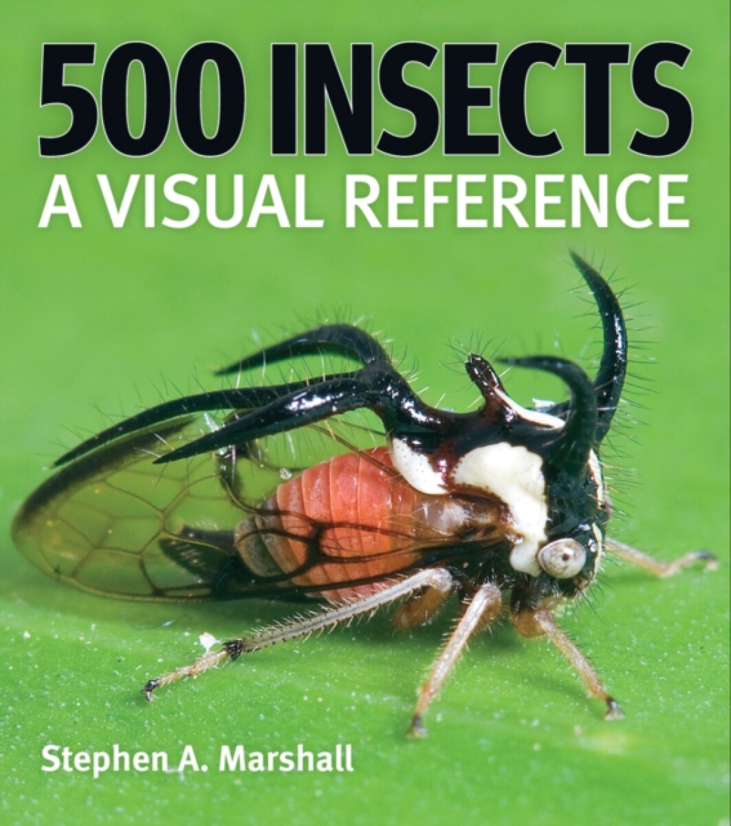 Kniha 500 Insects: A Visual Reference