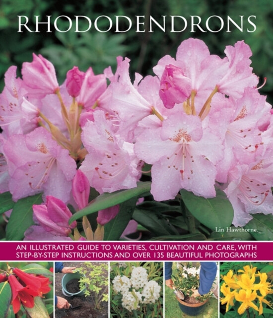Kniha Rhododendrons