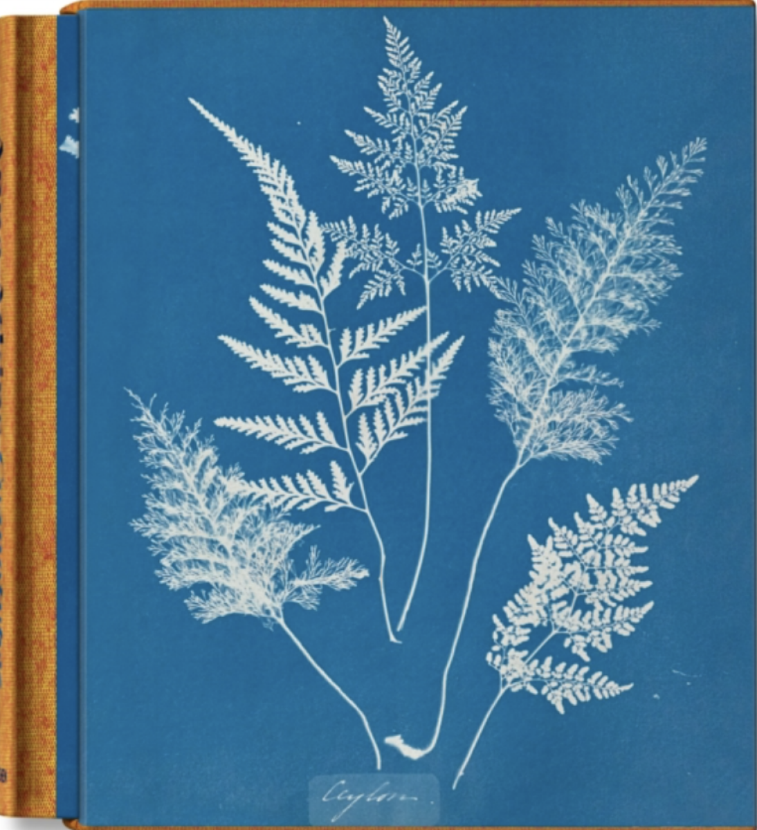 Kniha Anna Atkins. Cyanotypes