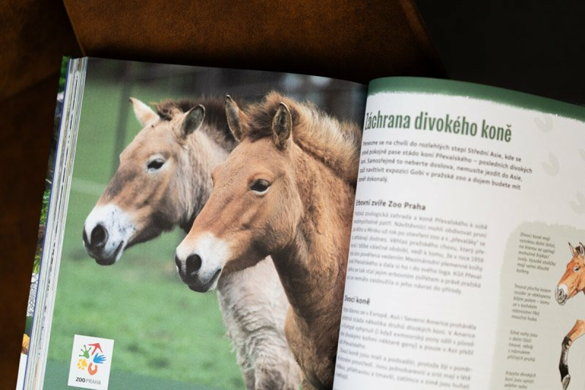 Velká kniha o zoo - Romana Anděrová, Ivana Hanzlíková (obrázek 4)