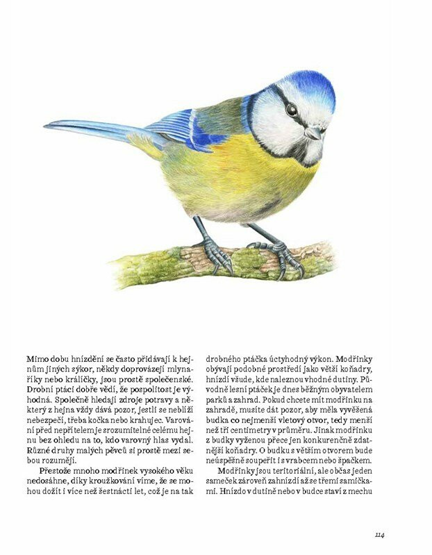 Ptačí duše – Pavlína Kourková