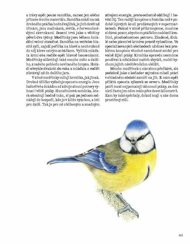 Ptačí duše – Pavlína Kourková