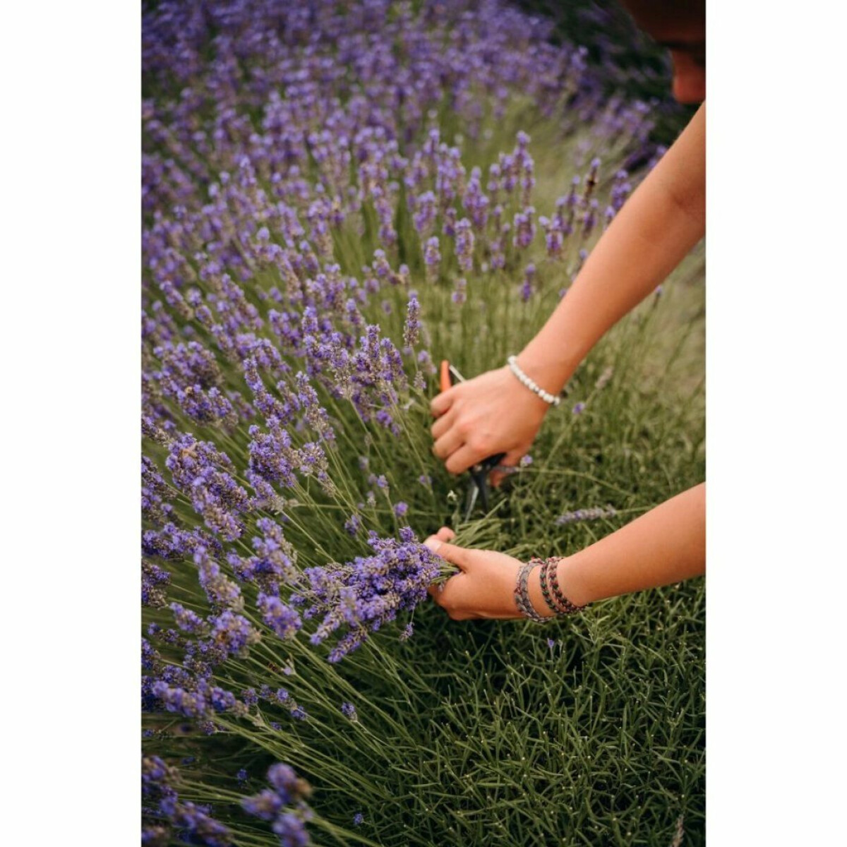 Éterický olej levandule lékařská BIO (10 ml) (obrázek 9)