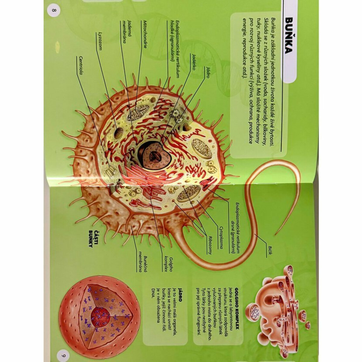 HRAvá kniha Lidské tělo (obrázek 4)