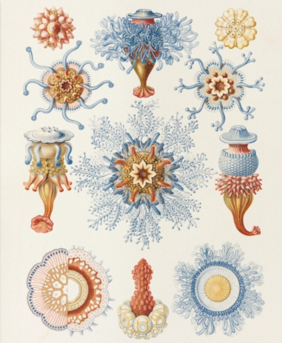 Kniha The Art and Science of Ernst Haeckel