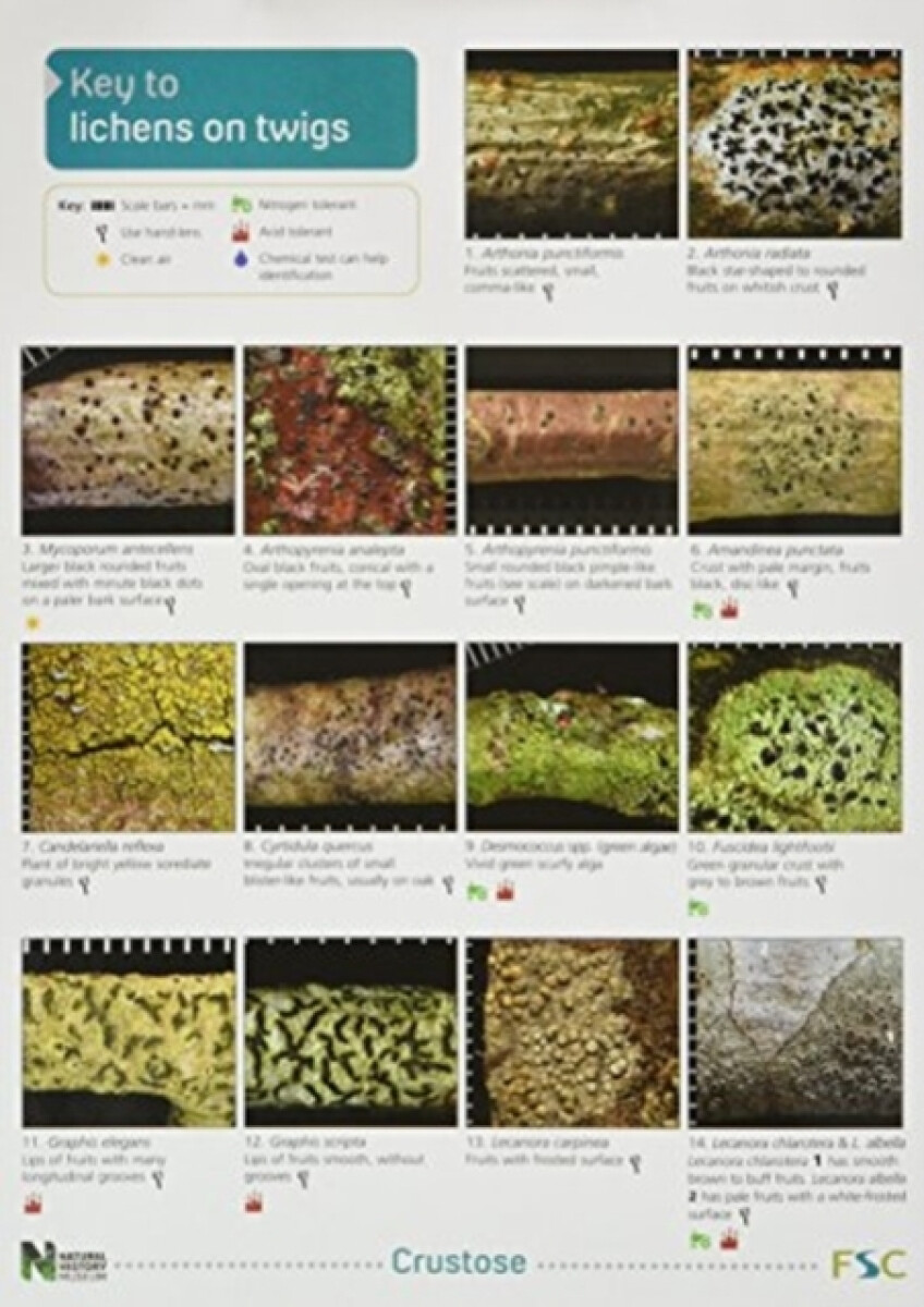 A Key to Lichens on Twigs - Peter James, Diccon Alexander, Pat Wolseley