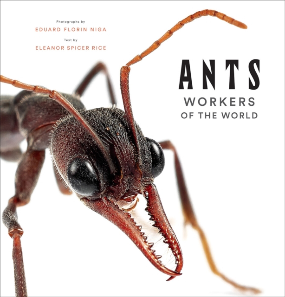 Kniha Ants: Workers of the World