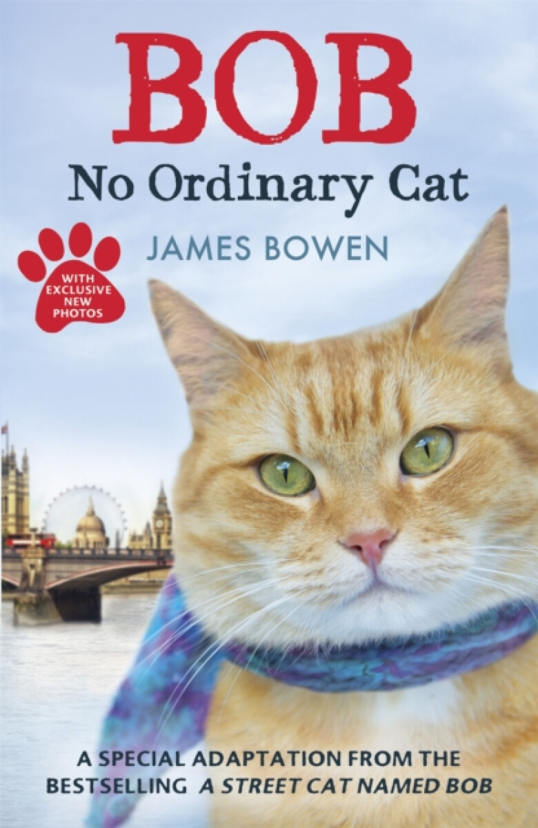 Kniha Bob - No Ordinary Cat