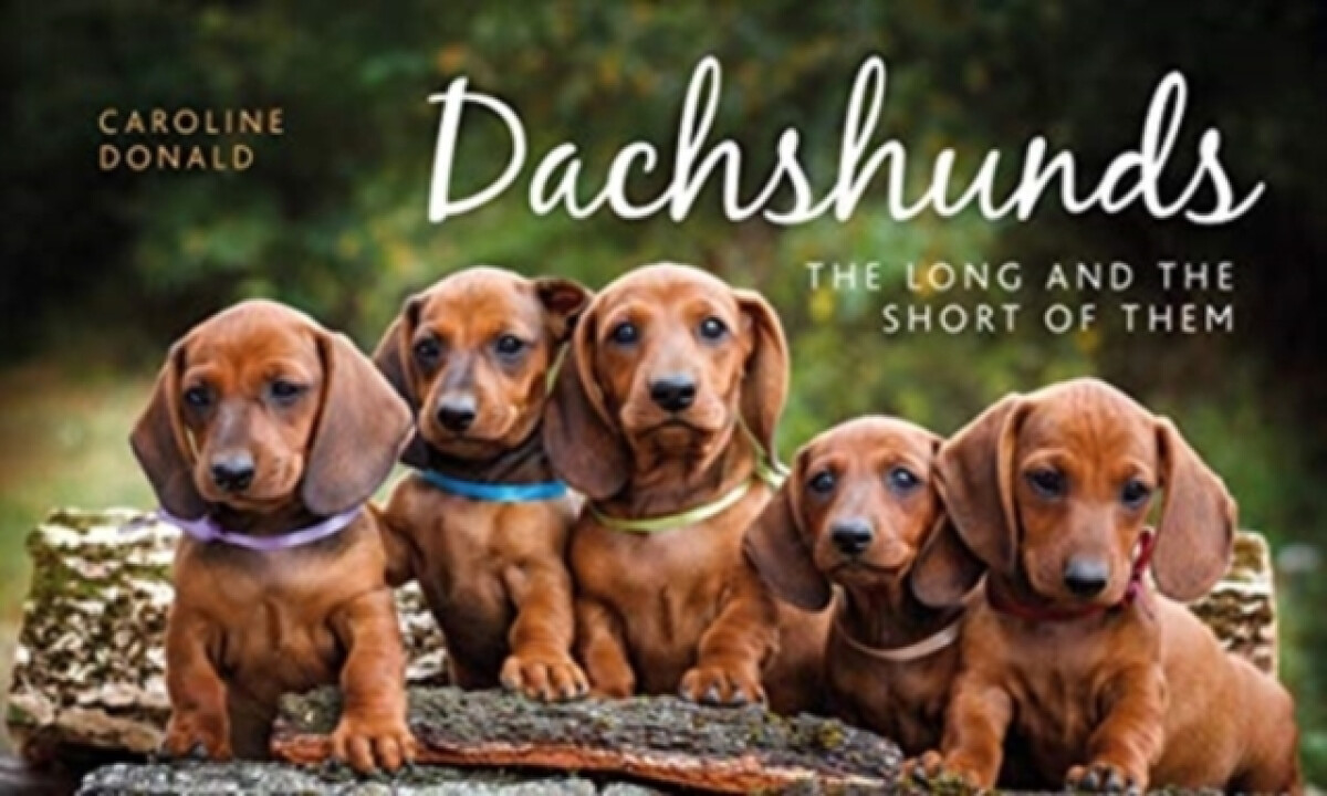 Kniha Dachshunds
