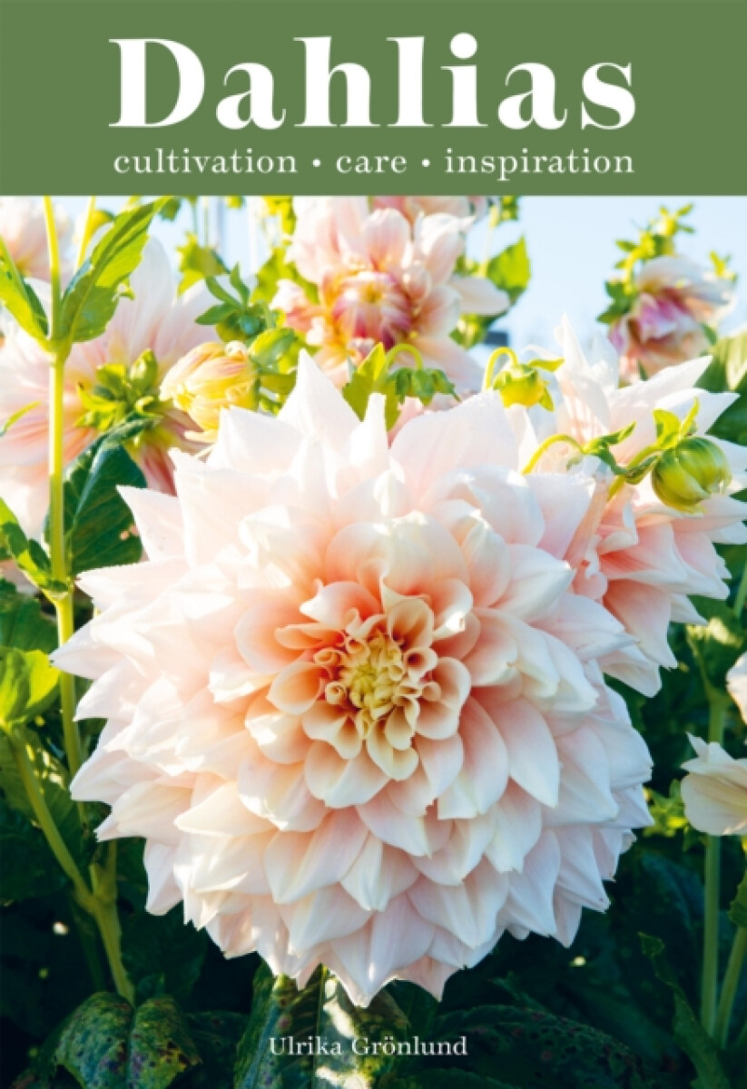 Kniha Dahlias