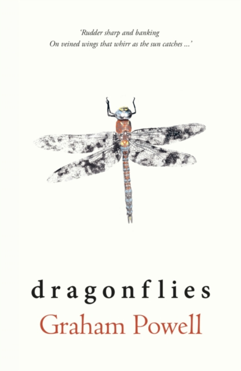 Kniha Dragonflies