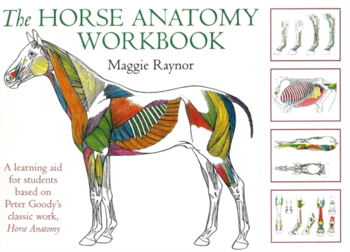Kniha Horse Anatomy Workbook