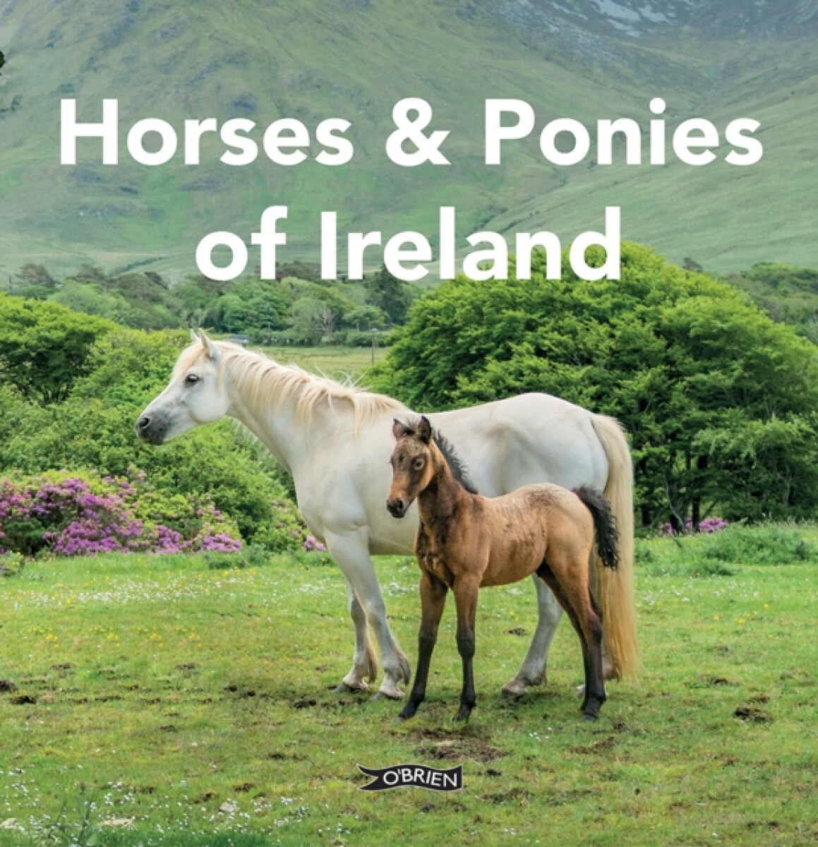 Kniha Horses and Ponies of Ireland