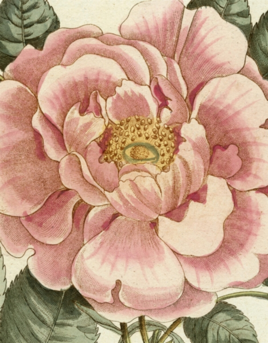 Kniha John Derian Picture Book II