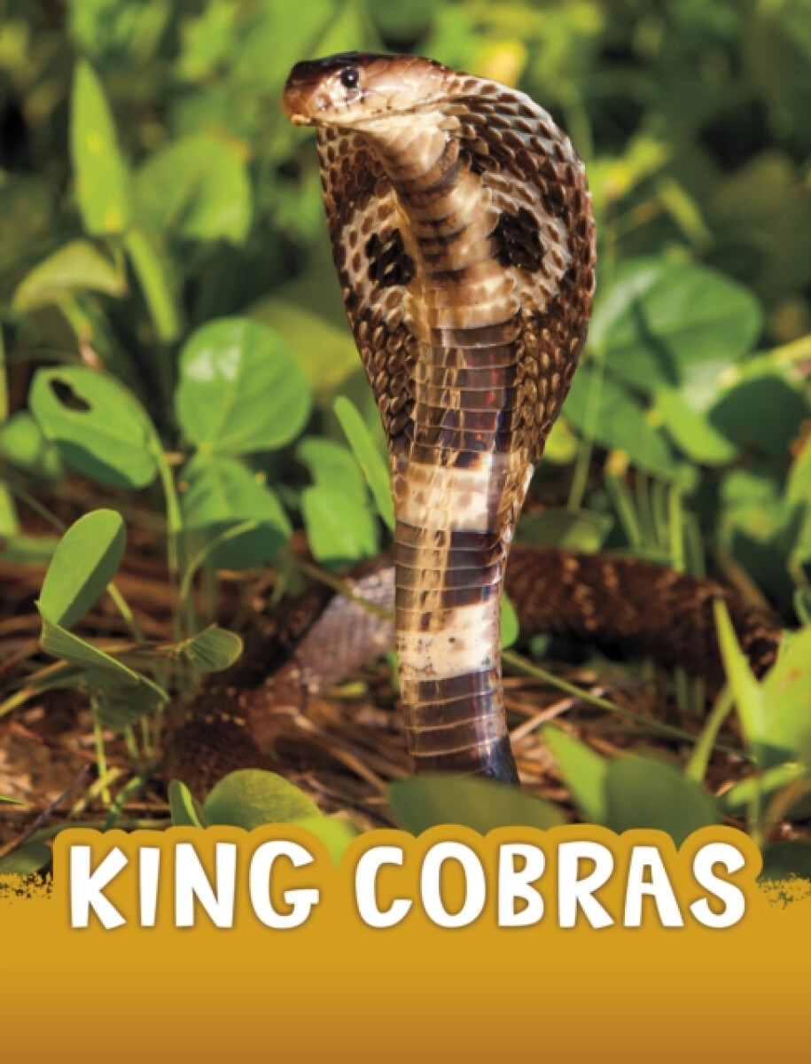 Kniha King Cobras