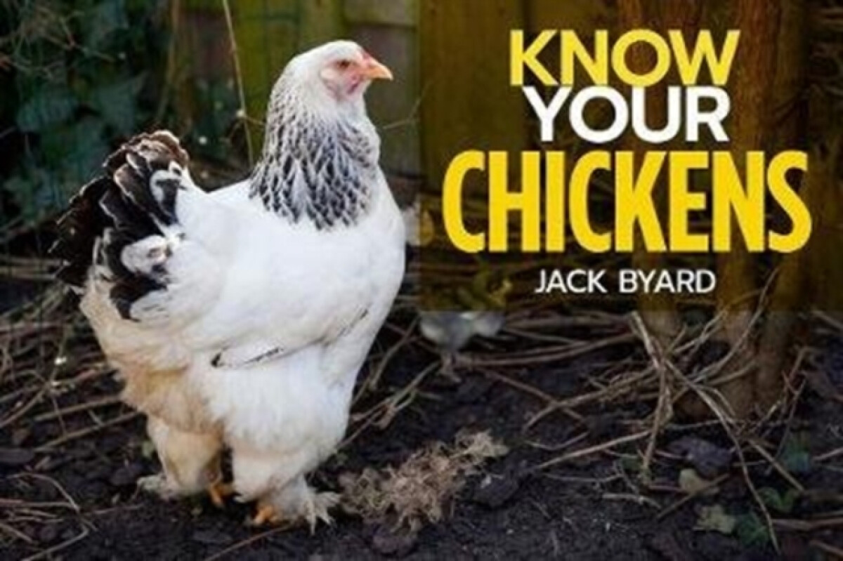 Kniha Know Your Chickens
