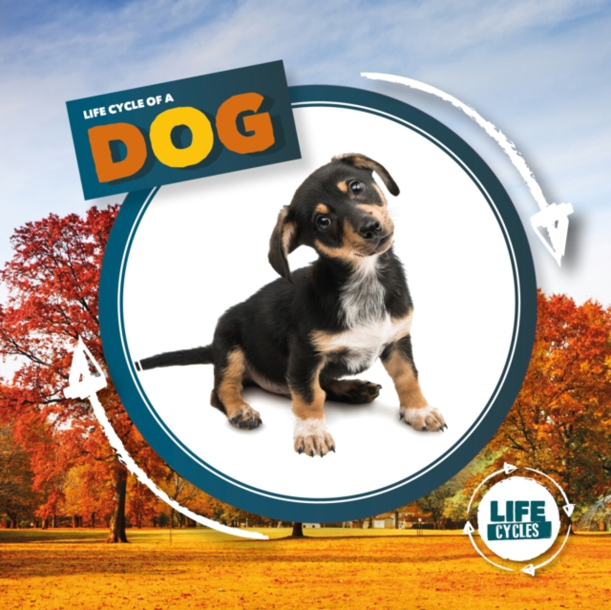 Kniha Life Cycle of a Dog