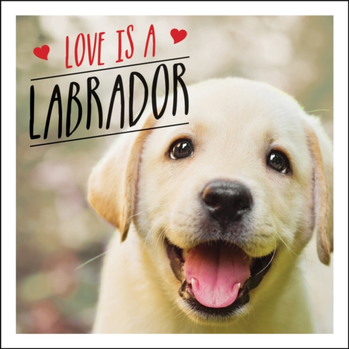 Kniha Love is a Labrador