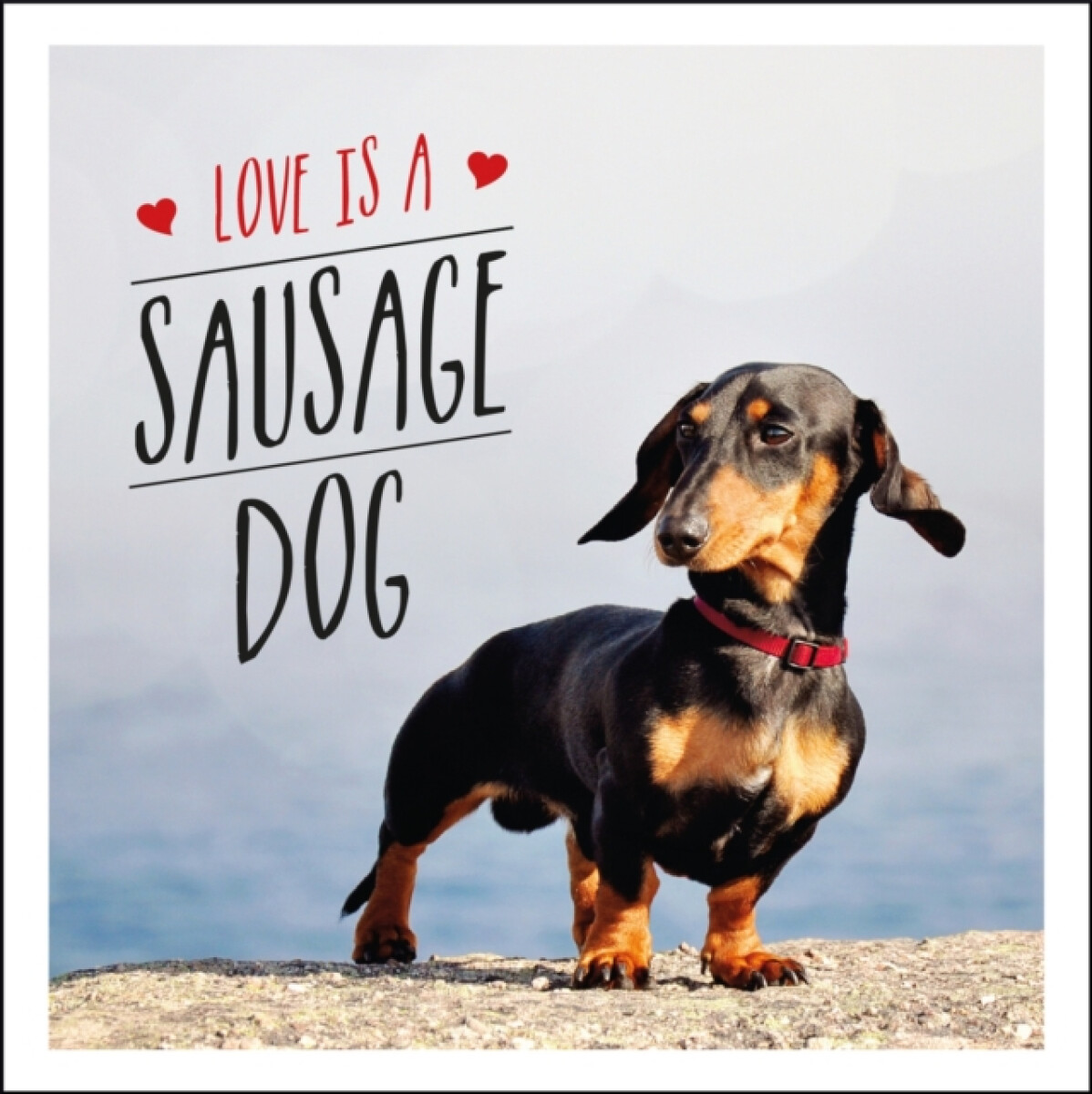 Kniha Love is a Sausage Dog