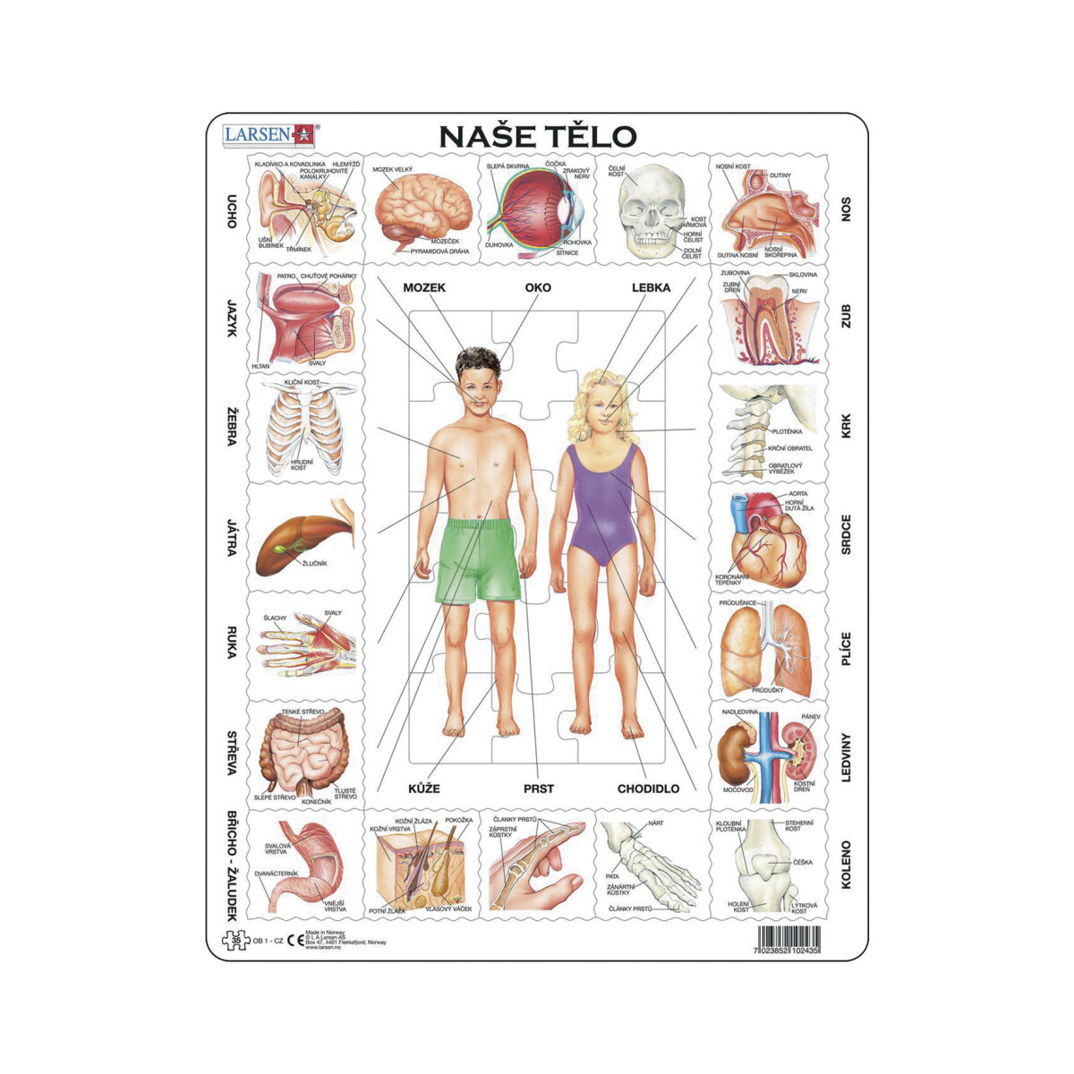NAŠE TĚLO 35 d. EDU Puzzle