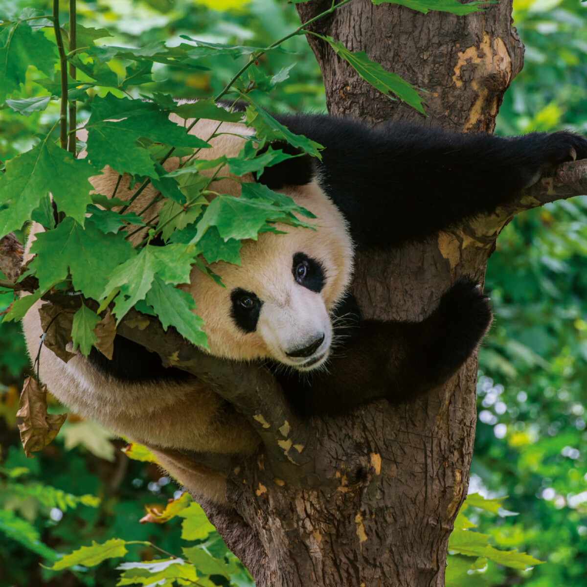 Poznámkový kalendář Pandy 2026 – nástěnný kalendář