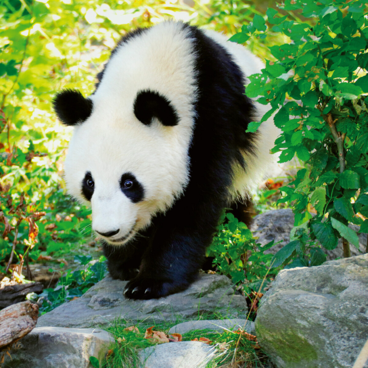 Poznámkový kalendář Pandy 2026 – nástěnný kalendář