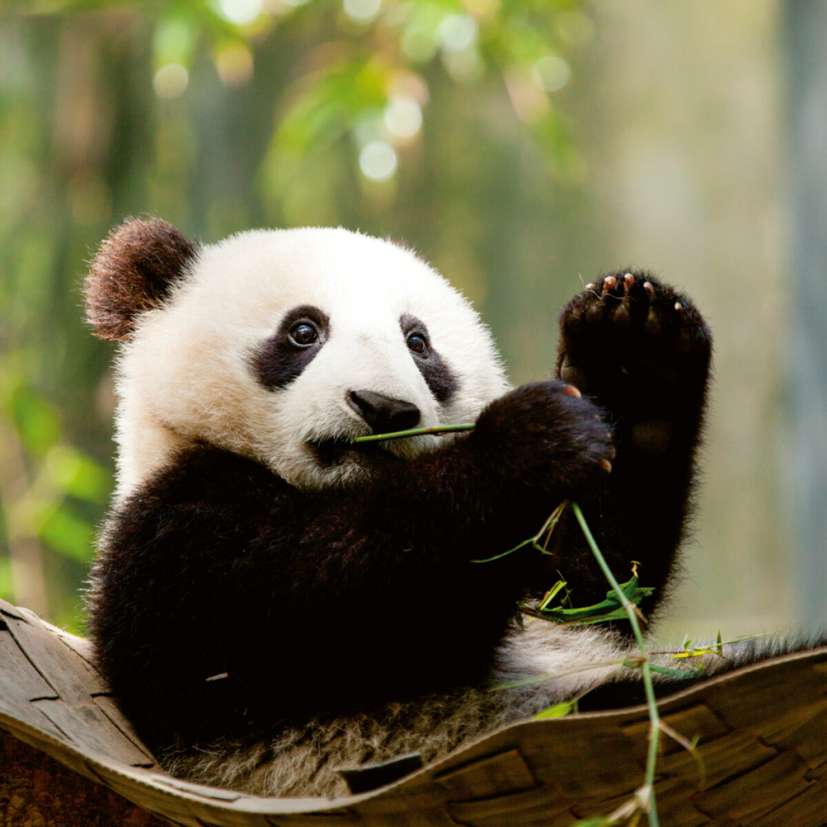 Poznámkový kalendář Pandy 2026 – nástěnný kalendář