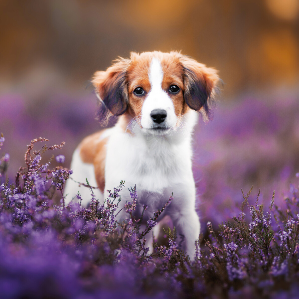 Poznámkový kalendář Štěňata 2026