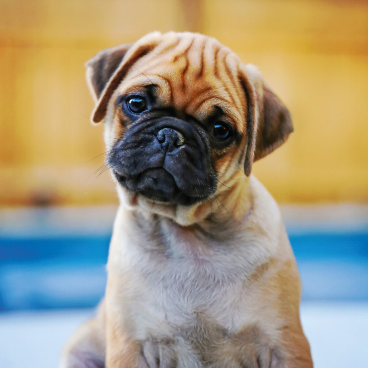 Poznámkový kalendář Štěňata 2026