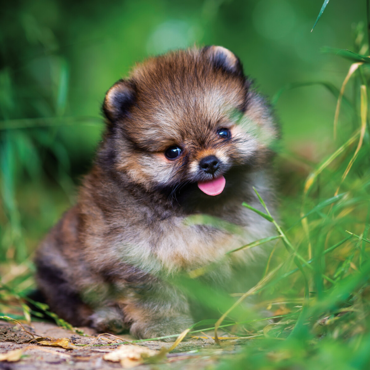 Poznámkový kalendář Štěňata 2026