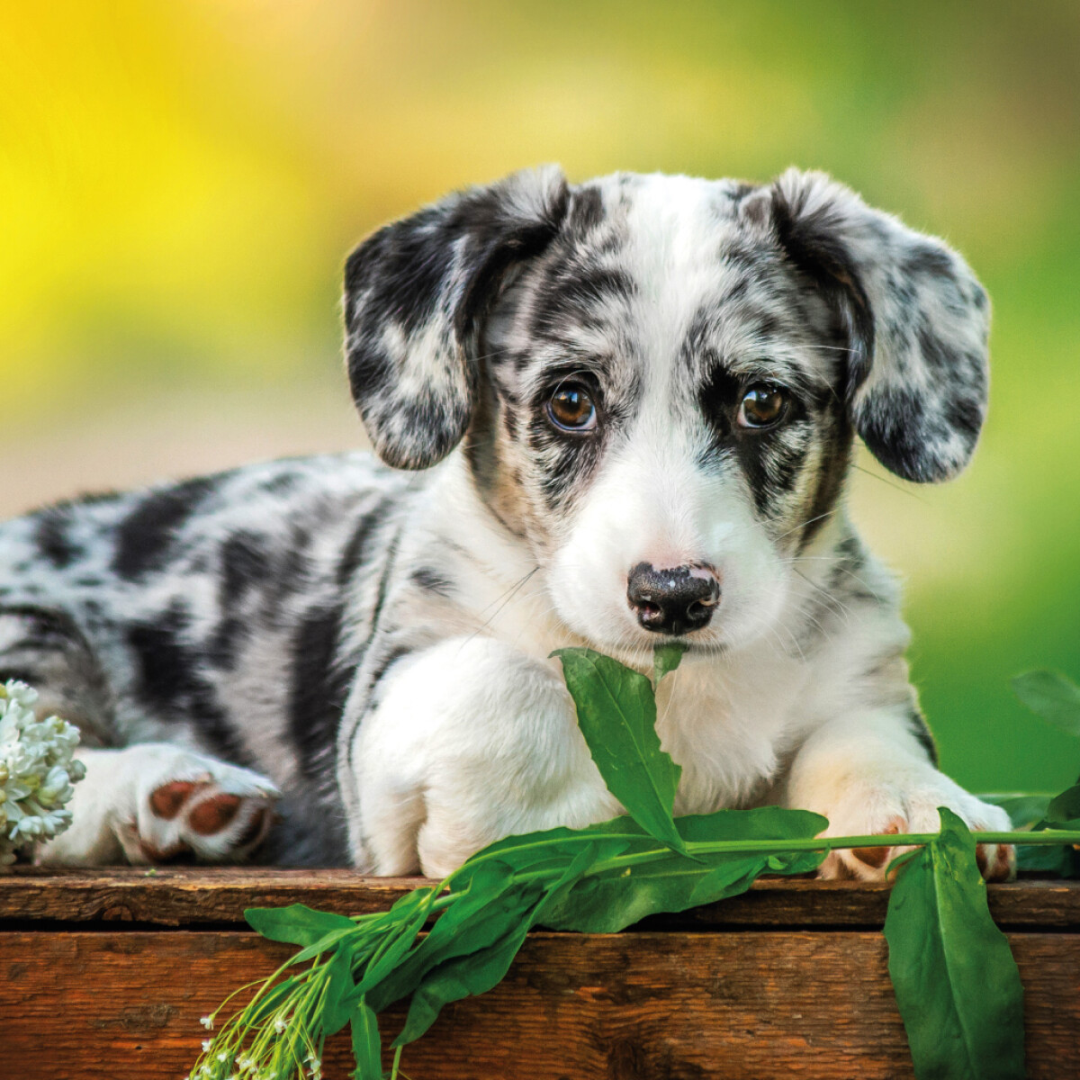 Poznámkový kalendář Štěňata 2026