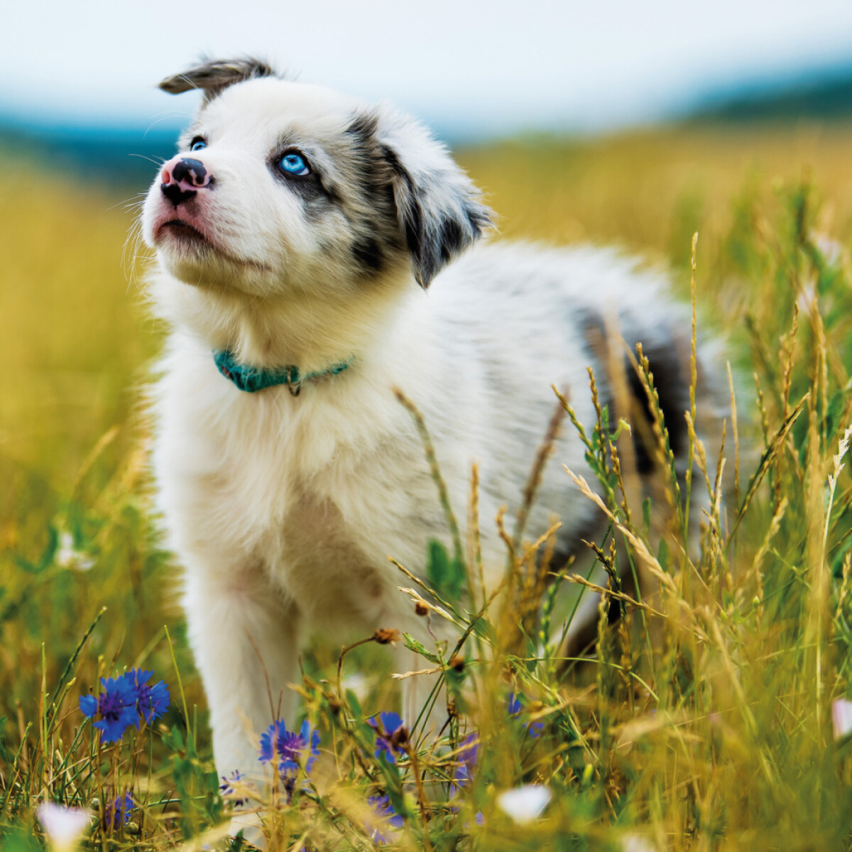 Poznámkový kalendář Štěňata 2026