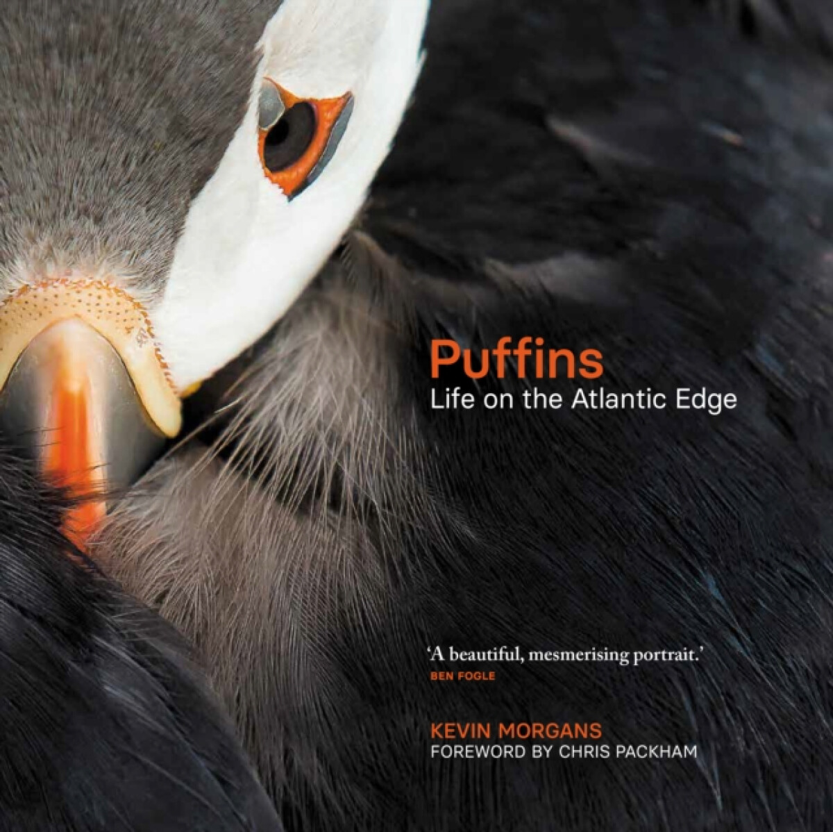 Kniha Puffins