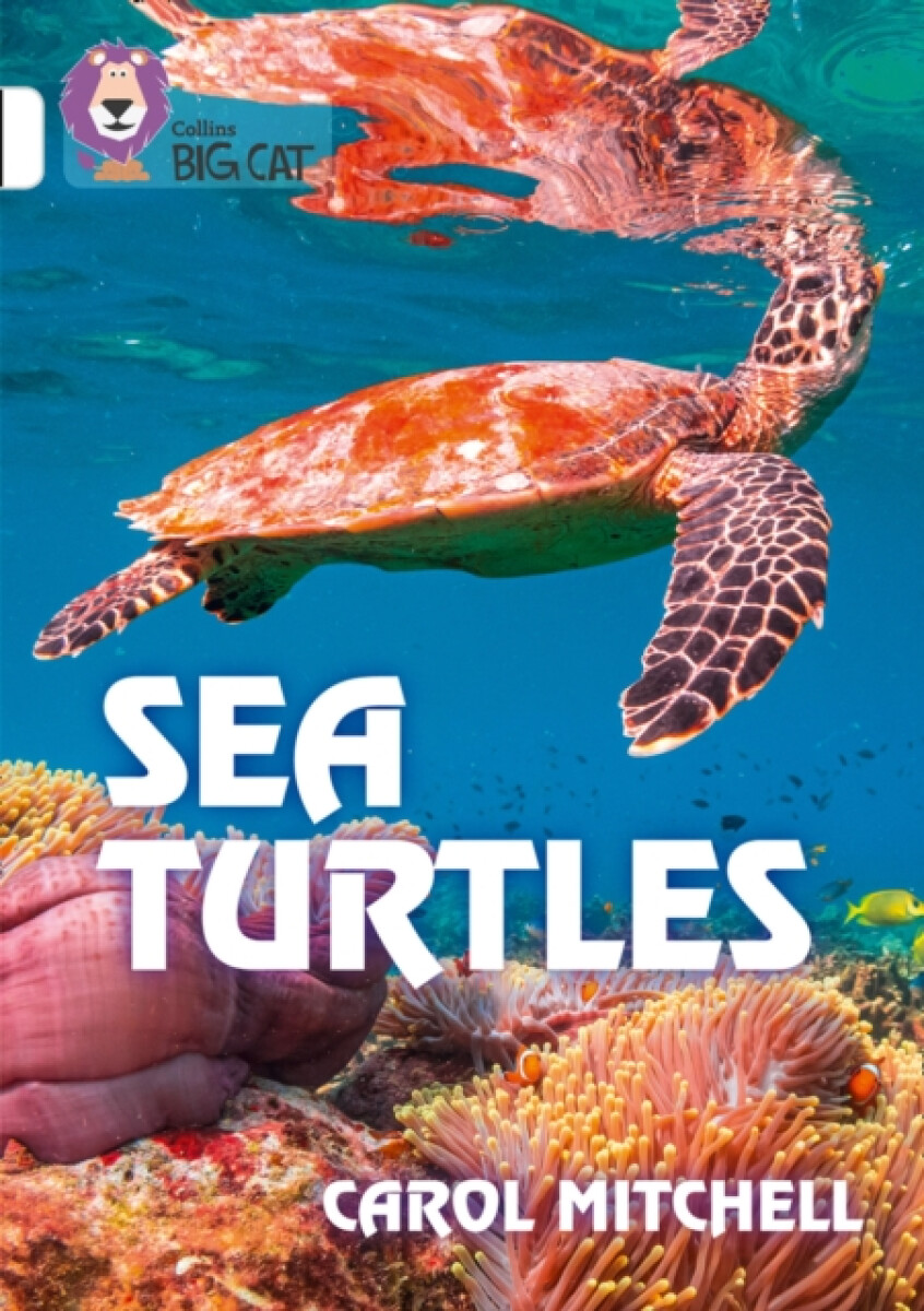 Kniha Sea Turtles