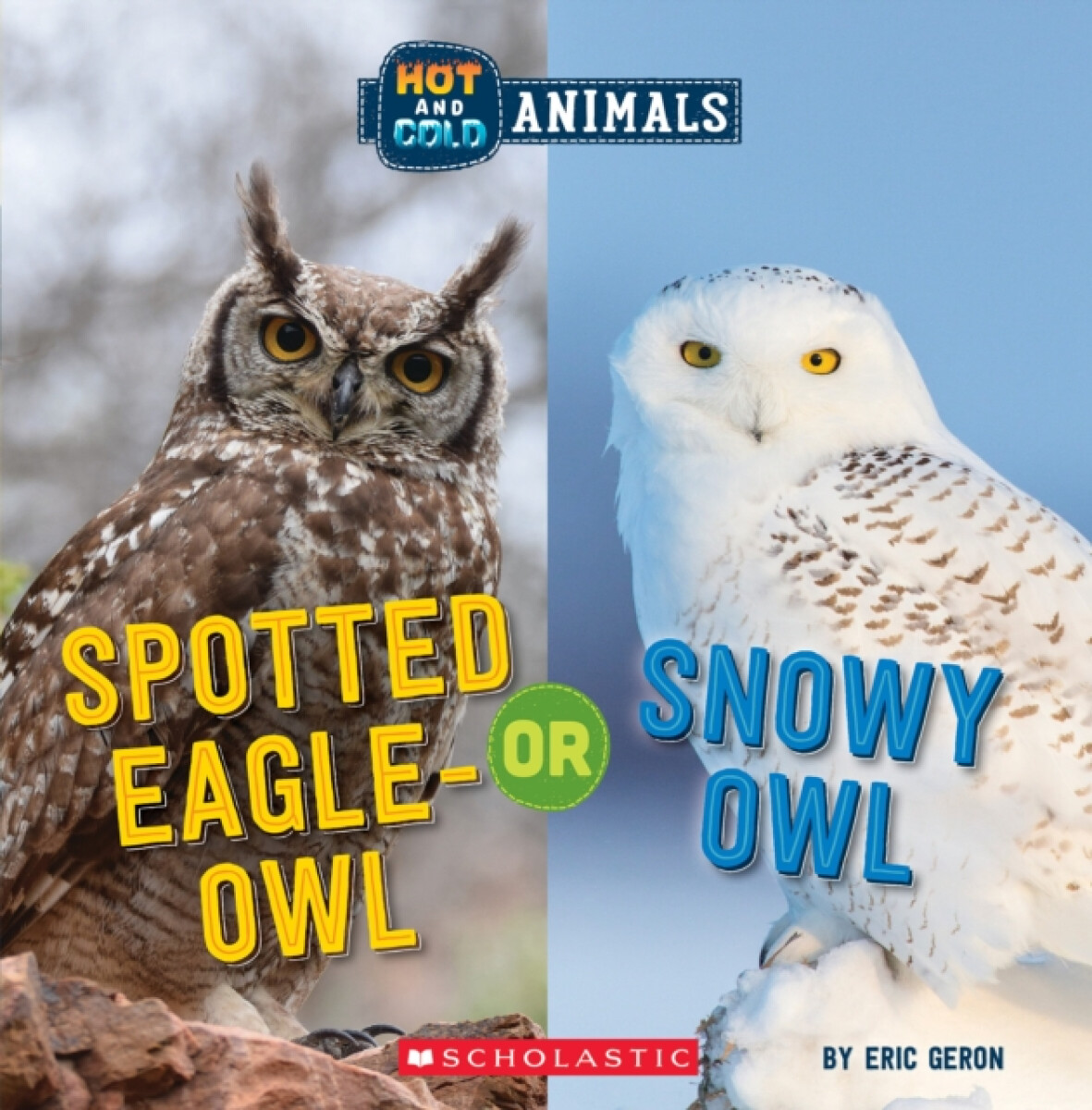 Spotted Eagle-Owl or Snowy Owl