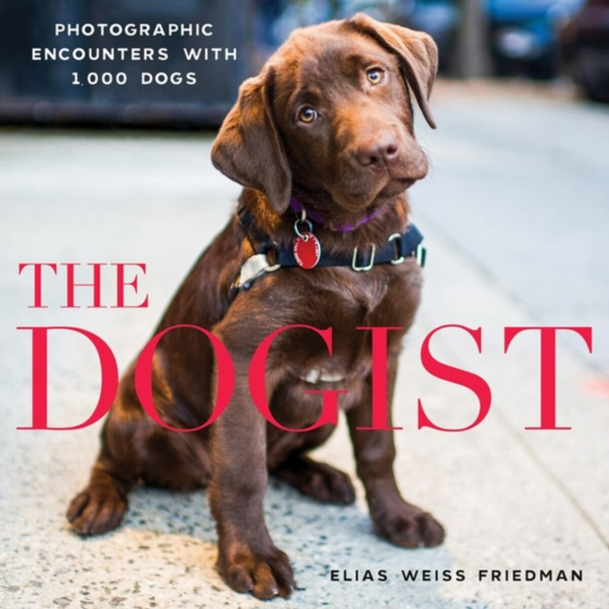 Kniha The Dogist