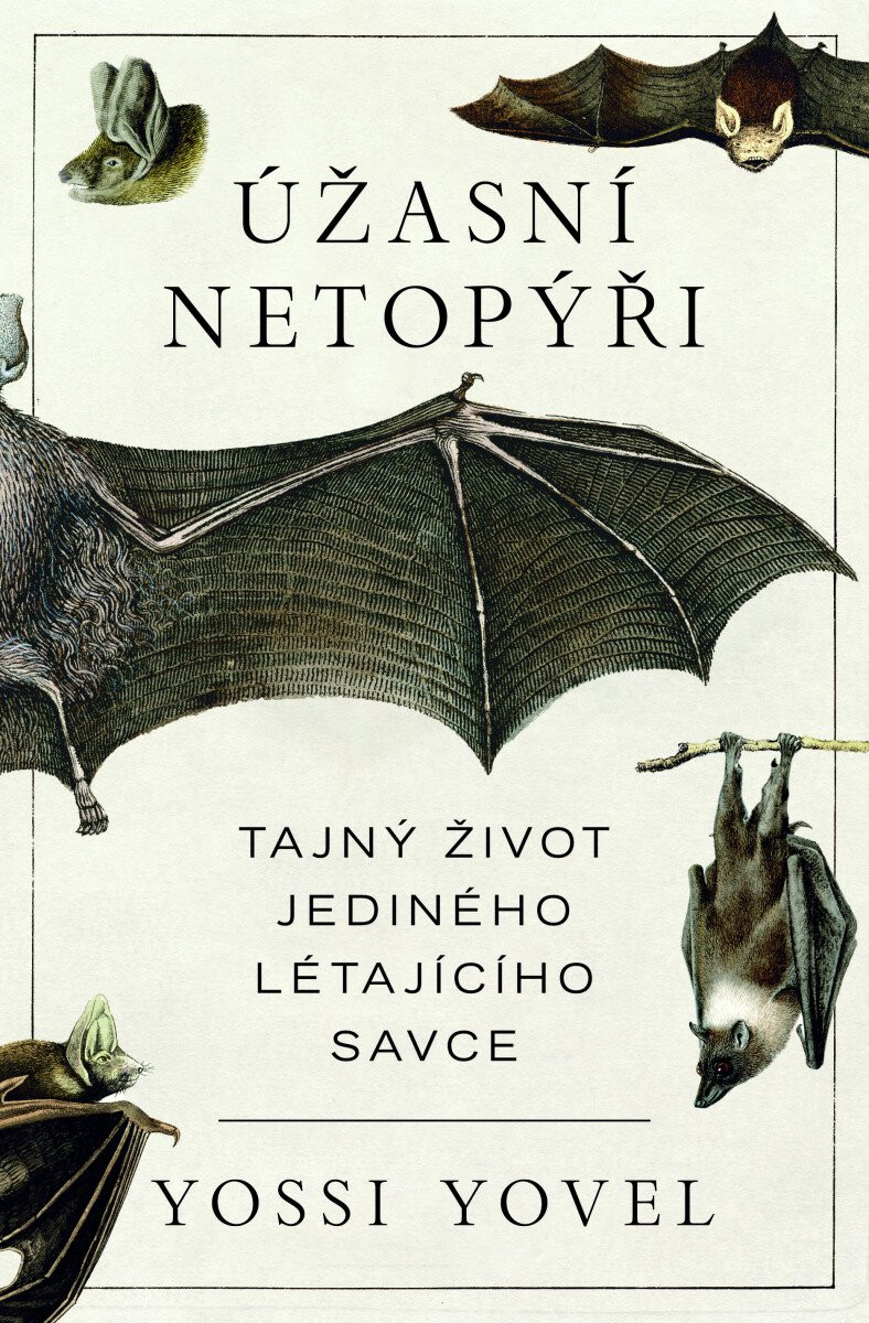 Kniha Úžasní netopýři