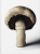 The Gourmands Mushroom. A Collection of Stories & Recipes - 