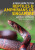 A Field Guide to the Reptiles and Amphibians of Singapore - Law Ing Sind,Shivaram Rasu,Serin Subaraj,Sankar Ananthanarayanan,Law Ingg Thong