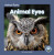 Animal Eyes - Connor Stratton