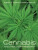Cannabis - Mark Merlin,Robert Clarke
