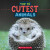 Cutest Animals (Wild World: Top 10) - 
