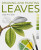 Drawing and Painting Leaves - Leigh Ann Gale