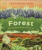 Forest - Harvey Derek