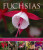 Fuchsias - Andrew Mikolajski