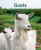 GOATS - BEVERLEY RANDELL