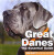 GREAT DANES - ROB DUFFY