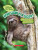 How Slow Is a Sloth?: Measure the Rainforest (Nature Numbers) - Jill Esbaum